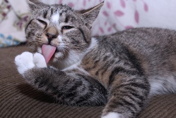 BROWN AND WHITE TABBY CAT