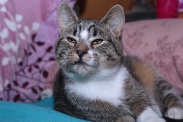 BROWN AND WHITE TABBY CAT