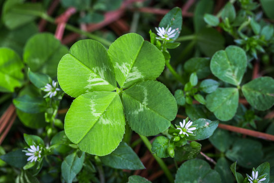 Horizontal photo of a bright green four leaf clover with small white flowers on a bed of green and brown