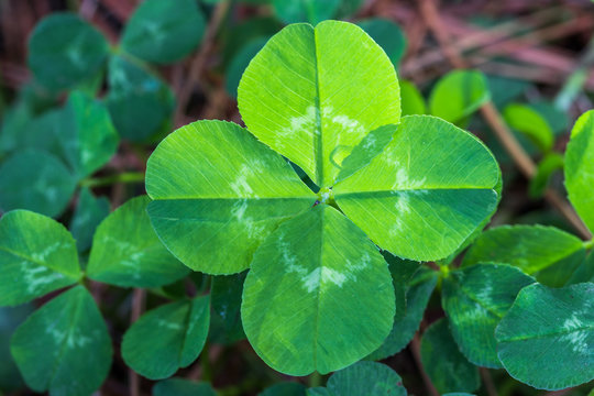 Horizontal closeup of a backlit bright green 4-leaf clover with a background of other clovers and brown pine straw