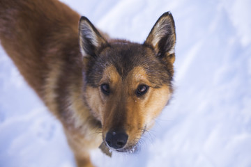 A brown dog looks into the lens. winter season