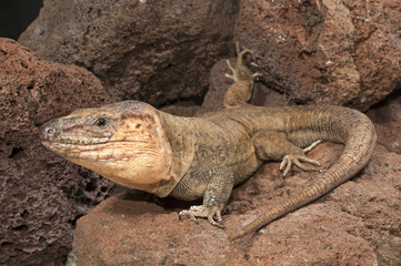 Fototapeta premium männliche Gran-Canaria-Rieseneidechse (Gallotia stehlini) - Gran Canaria giant lizard
