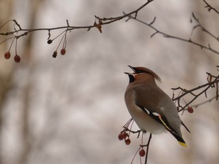 bird in winter