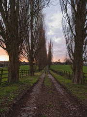 Lond Patway in the Peaceful Countryside at Sunset Contemplating Calmness and Solitude