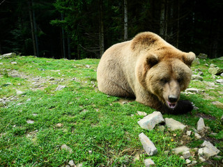 Brown bear reservation