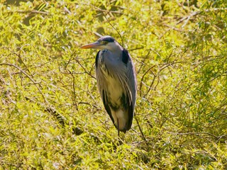 Heron 