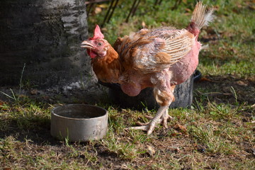 Wretched battery hen saved from a factory farm drinking water in the garden