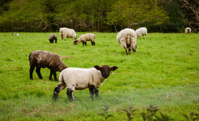 Obraz na płótnie Canvas Sheep and lamb in a green field in Great Britain England UK Devonshire