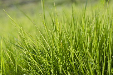 Obraz premium Vibrant green grass close-up with DOF focus