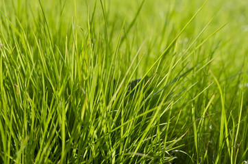 Fototapeta na wymiar Vibrant green grass close-up with DOF focus