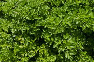 Growing bio herbs and vegetables in summer