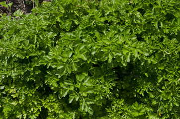 Obraz premium Growing bio herbs and vegetables in summer