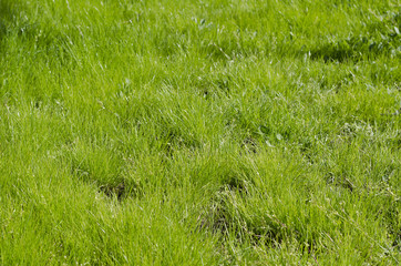 Vibrant green grass close-up with DOF focus