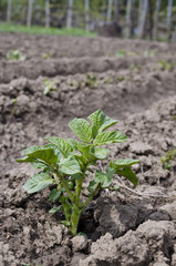 Growing  potatoes in the land in the summer