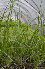 Growing young onion in the fields in the summer