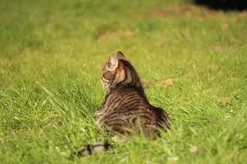 Naklejka na ściany i meble Cat in the grass 2