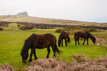 Fototapeta na wymiar Wild horse on watering-place on England fields landscape background at rainy and fog day