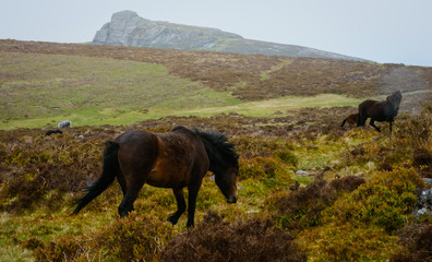 Obraz premium Wild horse on watering-place running on England fields landscape background at rainy and fog day
