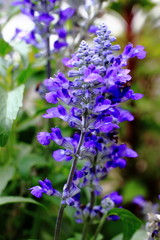 ブルーサルビア