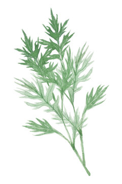 Artemisia Indica Images Browse 1 507 Stock Photos Vectors And Video Adobe Stock