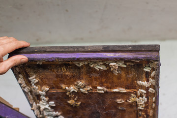 beekeeper opens the lid of the hive of the hive, the wax moth is infected.