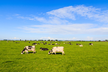 Cows grazing in farmers field in summer The Netherlands, Europe