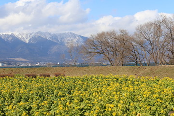 Obraz premium 菜の花畑と雪山のコラボ