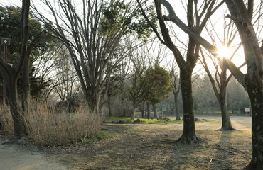 Naklejka premium 冬の朝 公園