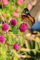 センニチコウとツマグロヒョウモン