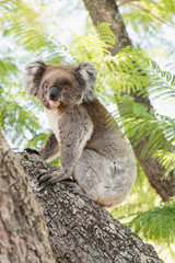 Close up of koala, iconic native Australian marsupial animal on tree