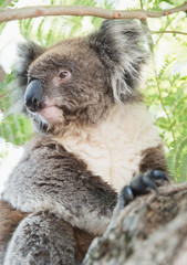 Close up of koala, iconic native Australian marsupial animal on tree