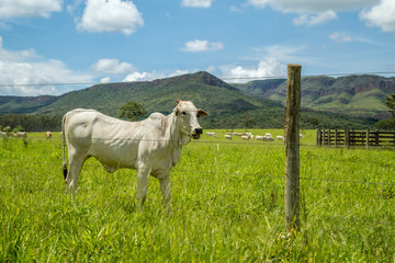 cattle farm montain pecuaria brazil