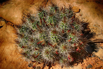 A Cluster of Claret Cup Cacti