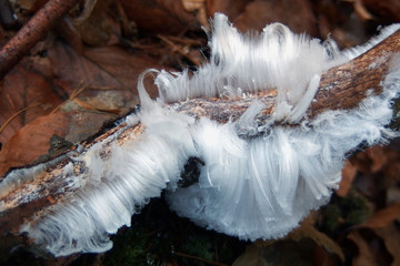 Niezwykłe zjawisko przyrodnicze - lodowe włosy na drewnie wyglądające jak włosy anielskie.. Za ten proces krystalizacji odpowiada grzyb Exidiopsis effusa.
