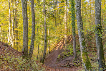 Obraz premium kolorowy jesienny las