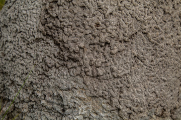 Naklejka premium termite mound