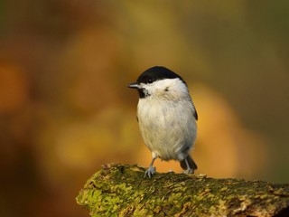 the marsh tit (Poecile palustris) on a branch