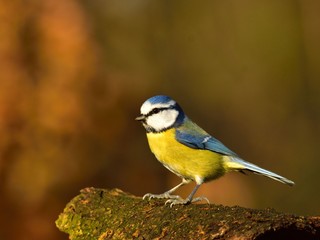 The Eurasian blue tit (Cyanistes caeruleus) on a branch