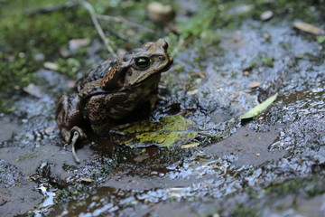 Frog