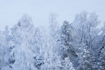 Trees covered in frost snow nature winter scene