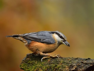 Eurasian nuthath or wood nuthatch eating sunflower seed
