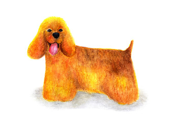 American Cocker Spaniel on a white background. Portrait painted in watercolor. Dog.