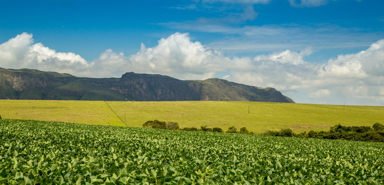 Soybean Plantation Road Montain Brazil