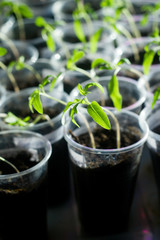 young tomatoes growing in plastic cups