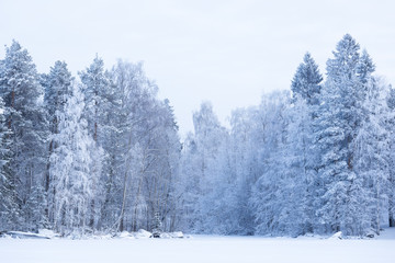 Trees covered in frost snow nature winter lakeside scene