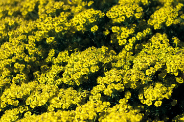 Yellow spurge