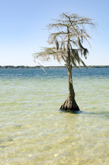 cypress tree on lake mist clear water