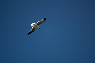 seagull in flight perched black head