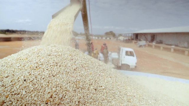 Shot in 50p. White maize  / corn is delivered to the depot in Mozambique for sorting and preparation to be processed into maize meal (part of a the staple diet through large parts of Africa.