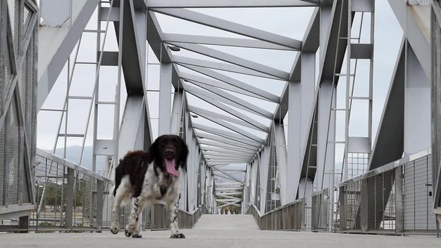Pointing breed dog walking on beam jointer construction metal bridge breathing heavily on sunny summer warm day